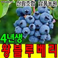 블루베리나무 TOP 8가지 선정, 블루베리묘목 4년생 블루베리나무 과일나무, 1개