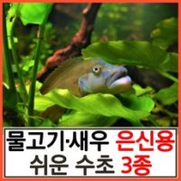 수초하우스) 물고기 새우 은신용 쉬운 수초 3종 세트, 싸게더많이(총30줄기)