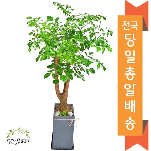 대박 개업화분꽃배달 핫해